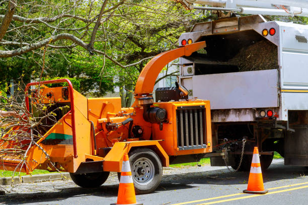 Best Tree Health Inspection  in Rosebud, TX