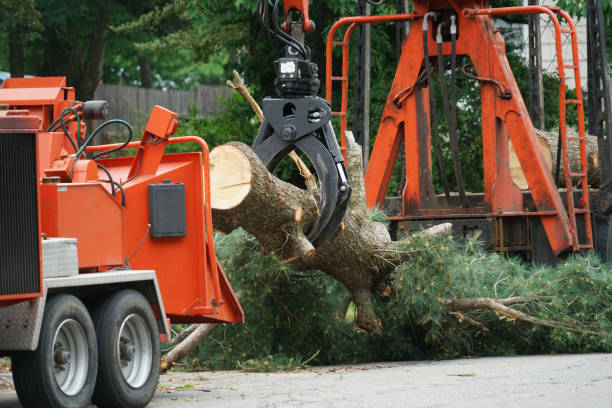 Best Leaf Removal  in Rosebud, TX
